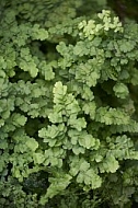 Plants, background, Wilhelma, Stuttgart