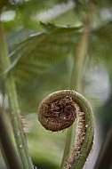 Plants, background, Wilhelma, Stuttgart