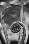 Plants, background, Wilhelma, Stuttgart