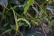 Plants, background, Wilhelma, Stuttgart