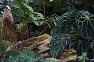 Plants, background, Wilhelma, Stuttgart