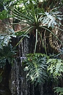 Plants, background, Wilhelma, Stuttgart