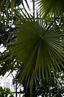 Plants, background, Wilhelma, Stuttgart