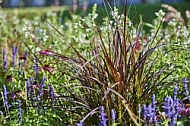 Plants, background, Wilhelma, Stuttgart