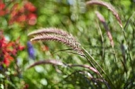 Plants, background, Wilhelma, Stuttgart