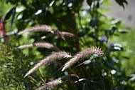 Plants, background, Wilhelma, Stuttgart