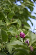 Plants, background, Wilhelma, Stuttgart