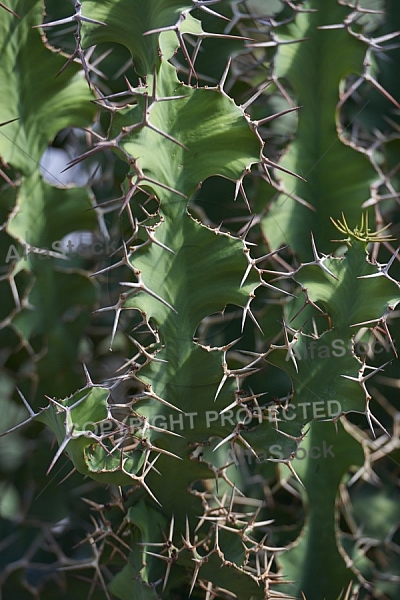 Plants, background, Wilhelma, Stuttgart