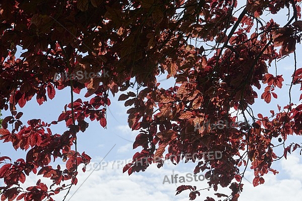 Plants, background, Wilhelma, Stuttgart