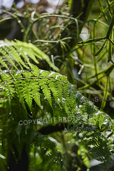 Plants, background, Wilhelma, Stuttgart