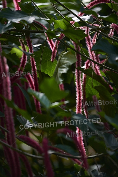 Plants, background, Wilhelma, Stuttgart