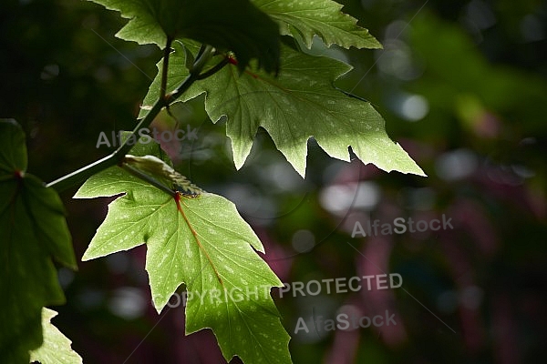 Plants, background, Wilhelma, Stuttgart