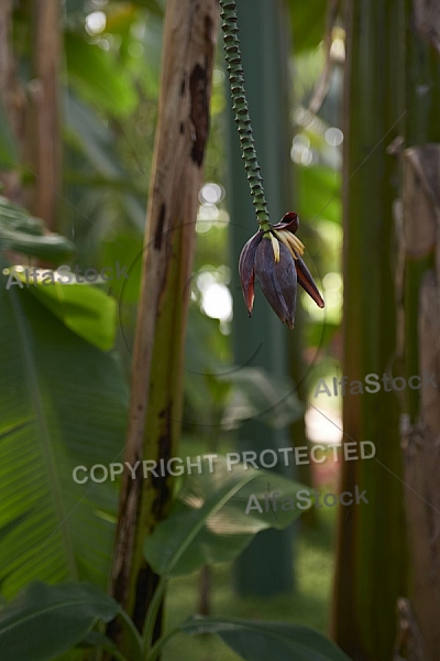 Plants, background, Wilhelma, Stuttgart