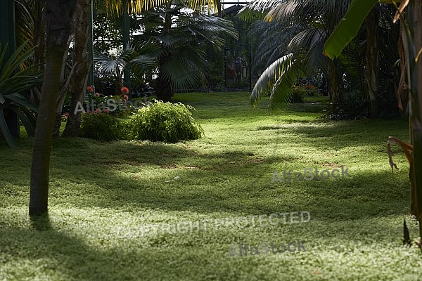 Plants, background, Wilhelma, Stuttgart