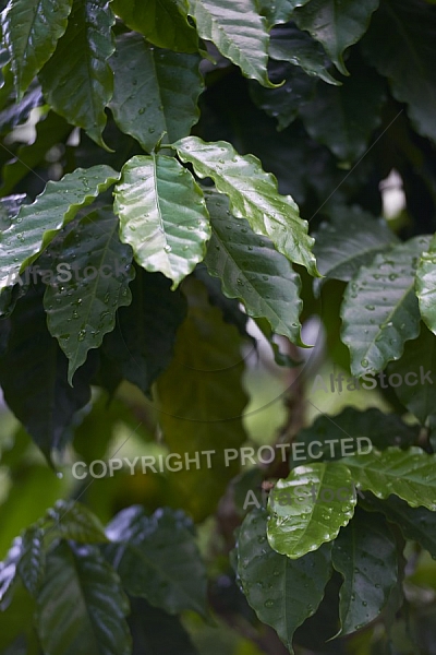 Plants, background, Wilhelma, Stuttgart