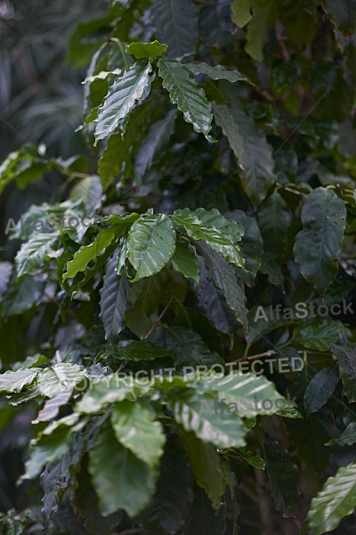 Plants, background, Wilhelma, Stuttgart