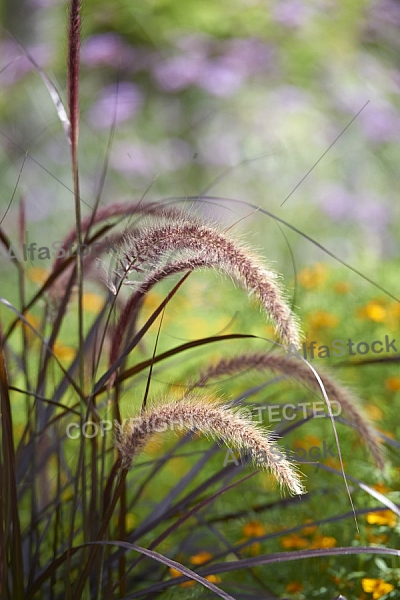 Plants, background, Wilhelma, Stuttgart