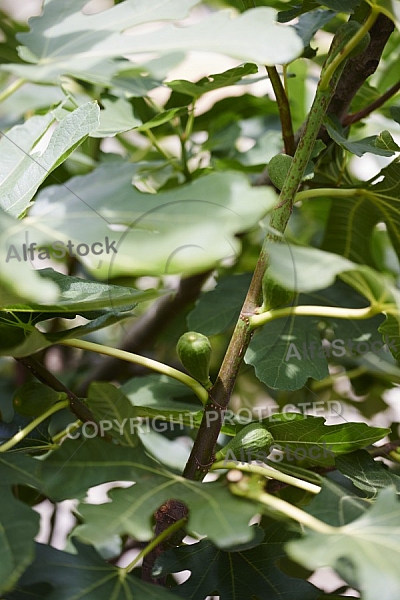 Plants, background, Wilhelma, Stuttgart