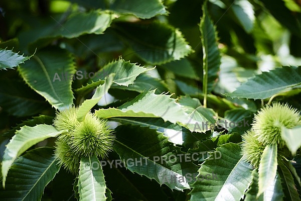 Plants, background, Wilhelma, Stuttgart