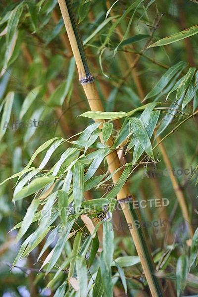 Plants, background, Wilhelma, Stuttgart