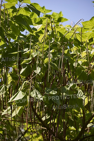 Plants, background, Wilhelma, Stuttgart