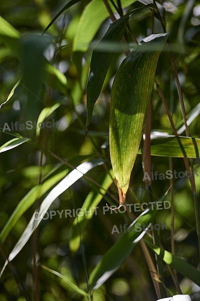 Plants, background, Wilhelma, Stuttgart