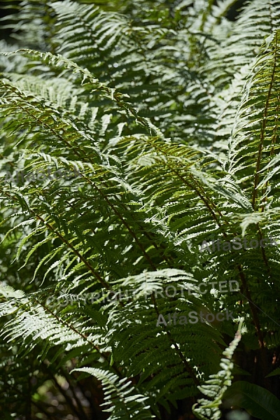 Plants, background, Wilhelma, Stuttgart