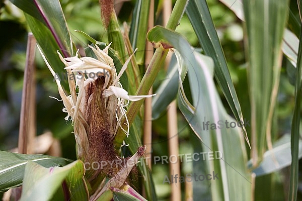 Plants, background, Wilhelma, Stuttgart