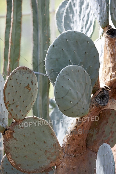 Plants, background, Wilhelma, Stuttgart