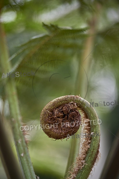 Plants, background, Wilhelma, Stuttgart