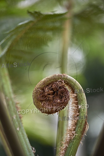 Plants, background, Wilhelma, Stuttgart