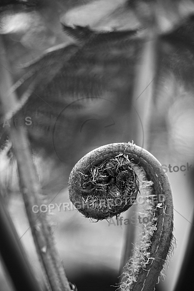 Plants, background, Wilhelma, Stuttgart