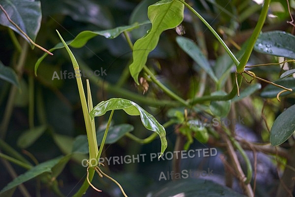 Plants, background, Wilhelma, Stuttgart