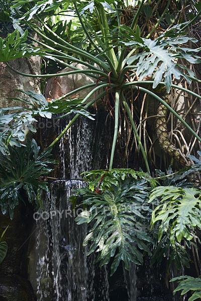 Plants, background, Wilhelma, Stuttgart