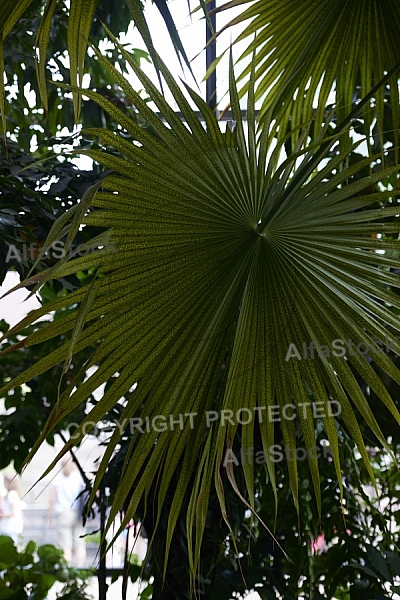 Plants, background, Wilhelma, Stuttgart