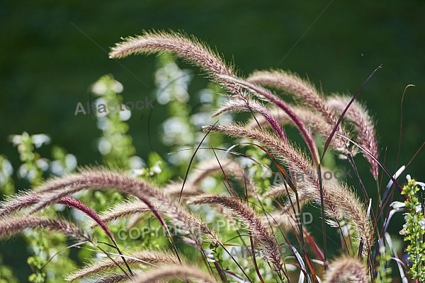 Plants, background, Wilhelma, Stuttgart