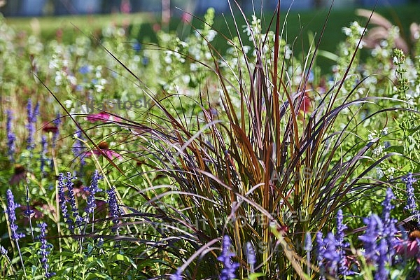 Plants, background, Wilhelma, Stuttgart