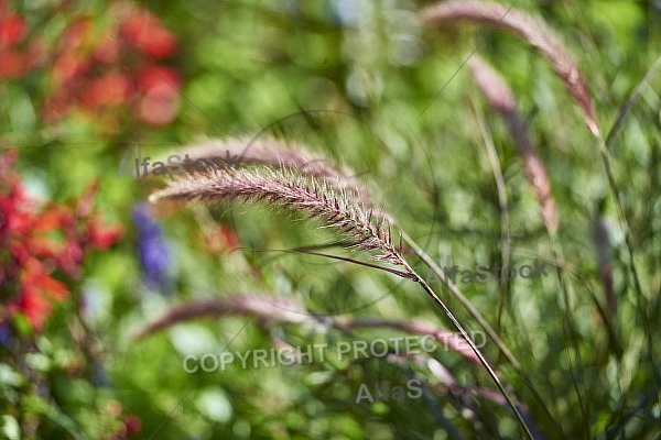 Plants, background, Wilhelma, Stuttgart