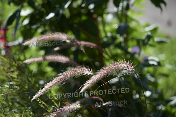 Plants, background, Wilhelma, Stuttgart