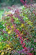 Plants in a park