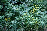 Plants in a park