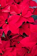 Poinsettia