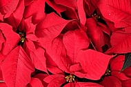 Poinsettia