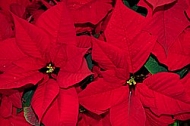 Poinsettia