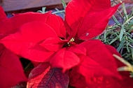 Poinsettia