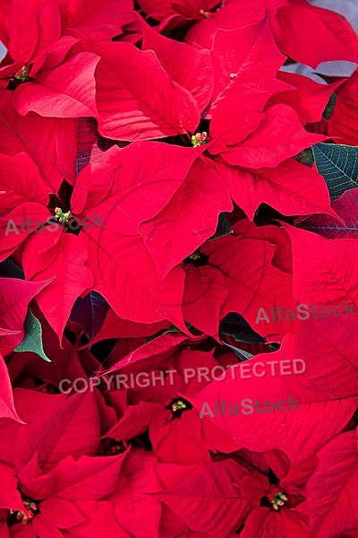 Poinsettia