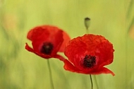 Poppy 