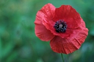 Poppy 