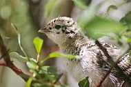 Ptarmigan