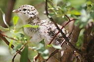 Ptarmigan